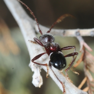 Pseudohalme laetabilis