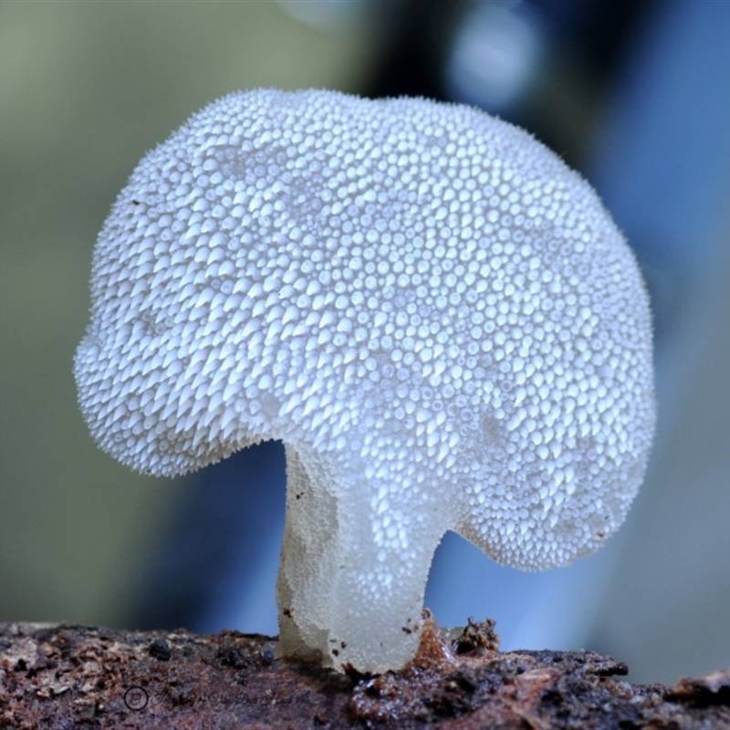 Pseudohydnum gelatinosum