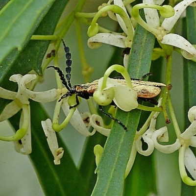 Pseudolycus haemorrhoidalis