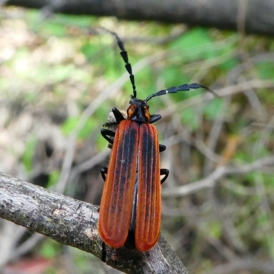 Pseudolycus sp. (genus)