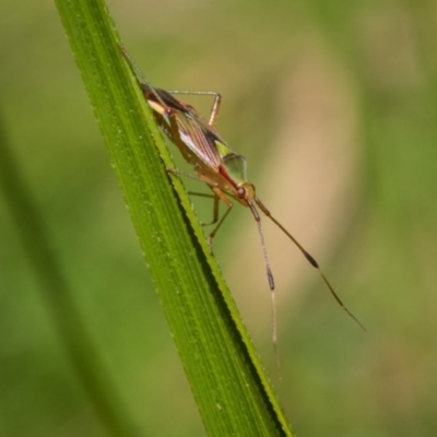 Pseudopantilius australis