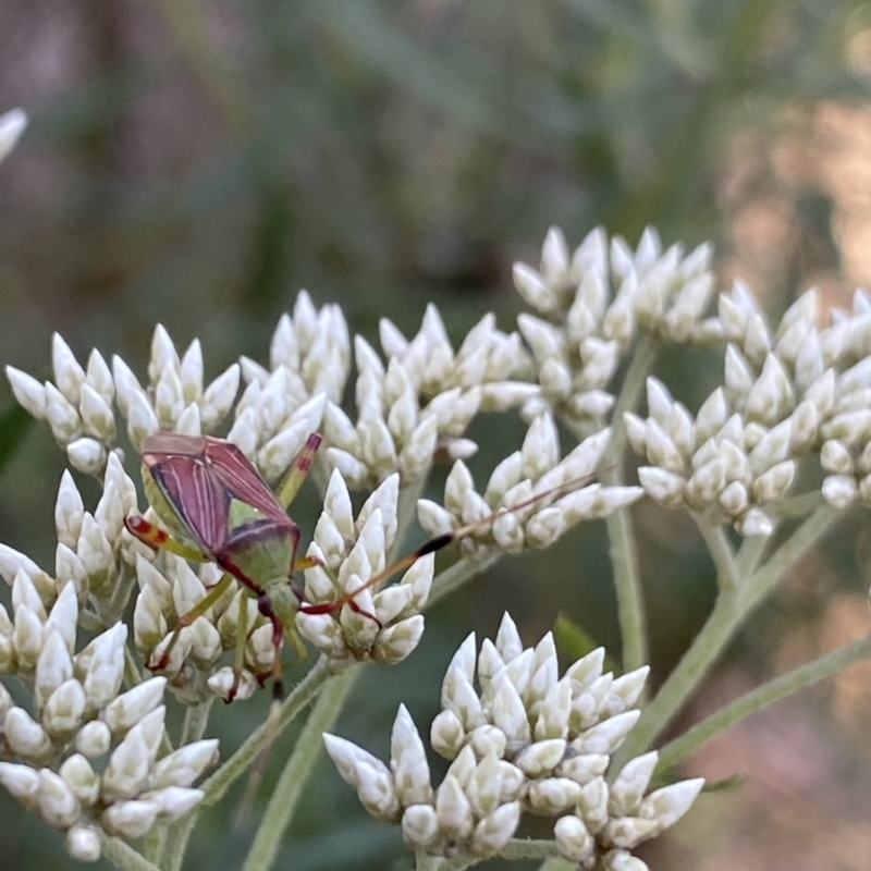 Pseudopantilius australis