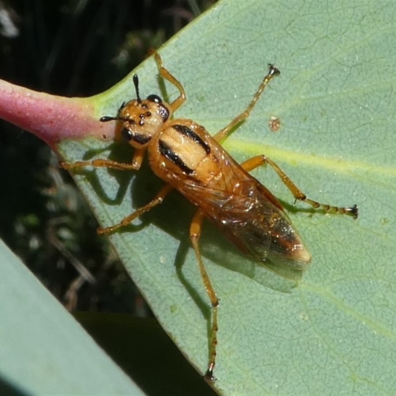 Pseudoperga lewisii