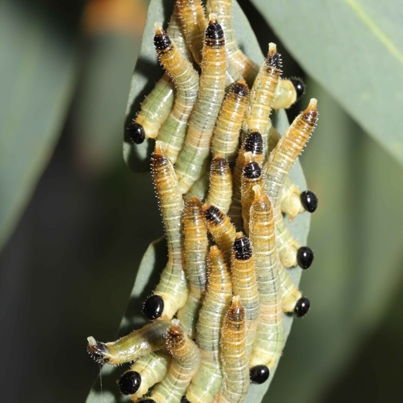 Pseudoperga sp. (genus)