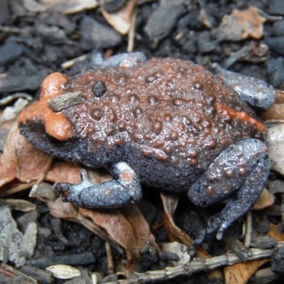 Pseudophryne australis