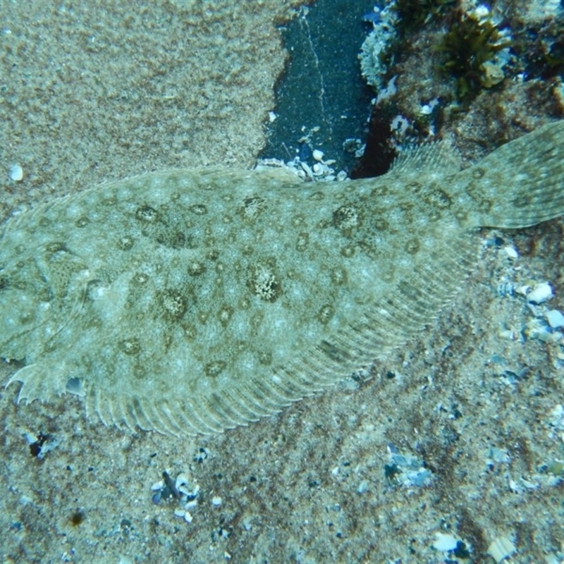 Pseudorhombus jenynsii