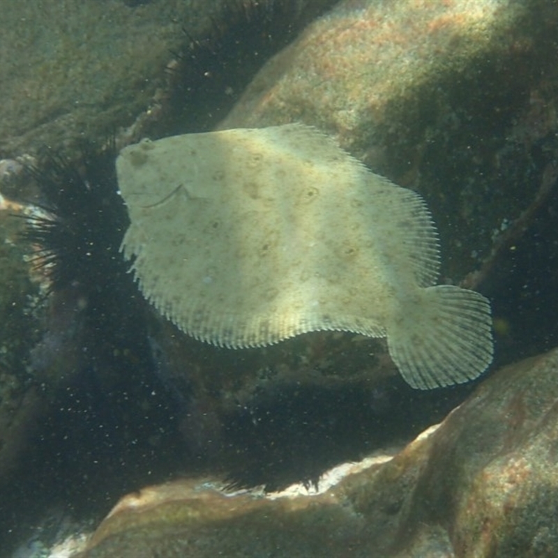 Pseudorhombus jenynsii