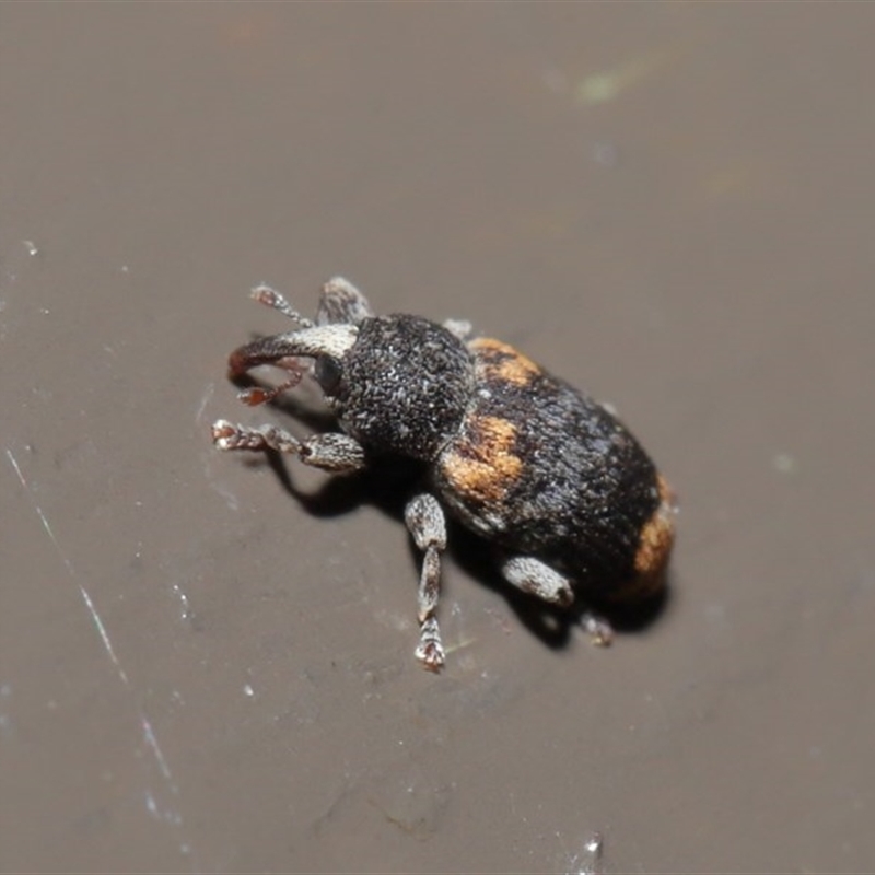 Pseudostoreus placitus