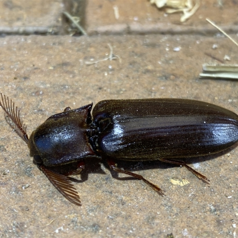 Pseudotetralobus australasiae