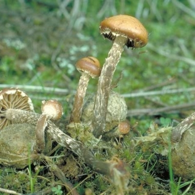 Psilocybe sp.