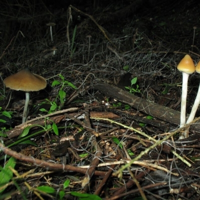 Psilocybe sp.