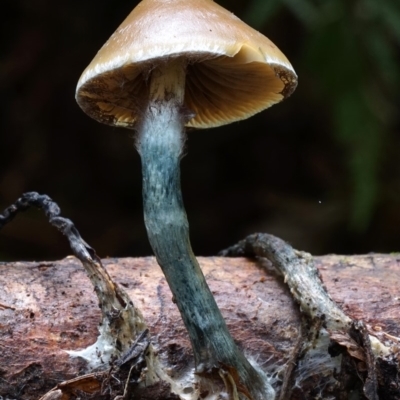 Psilocybe subaeruginosa