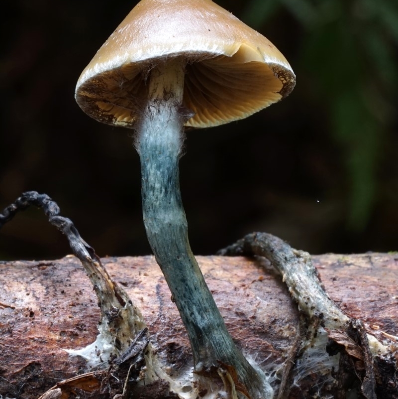 Psilocybe subaeruginosa