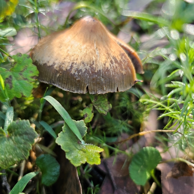 Psilocybe subaeruginosa