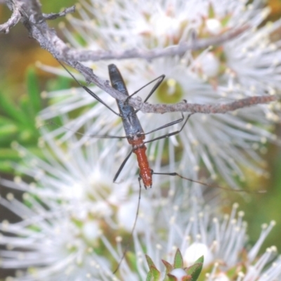 Psilomorpha tenuipes