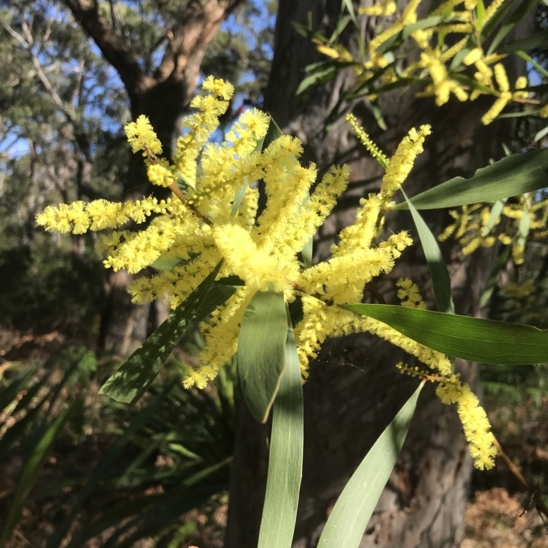 Acacia longifolia