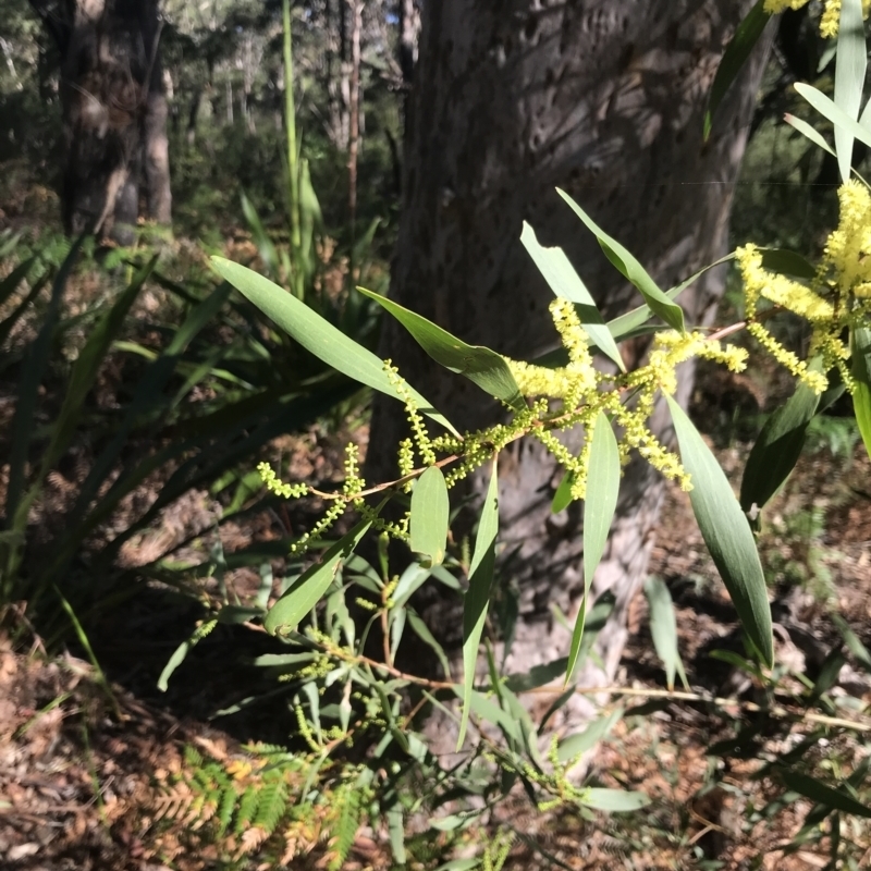 Acacia longifolia