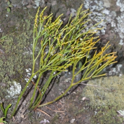 Psilotum nudum