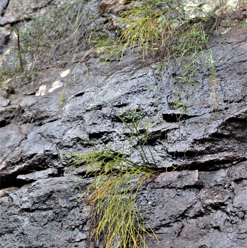 Psilotum nudum