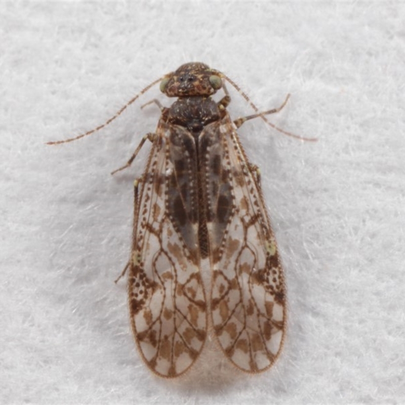 Psocodea 'Psocoptera' sp. (order)