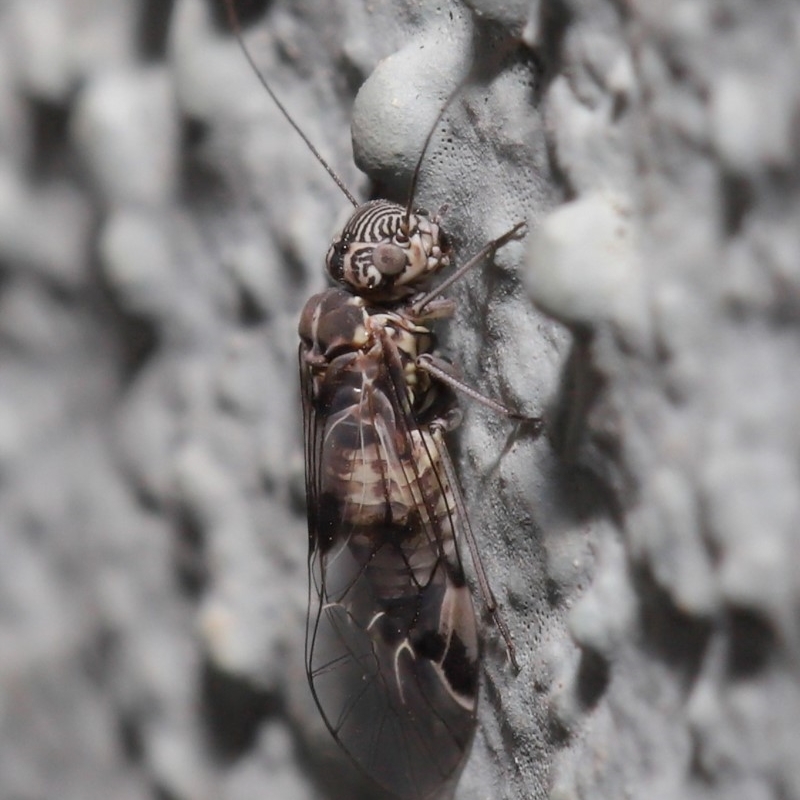 Psocodea 'Psocoptera' sp. (order)