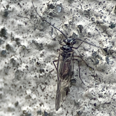 PSOCOPTERA (Order)