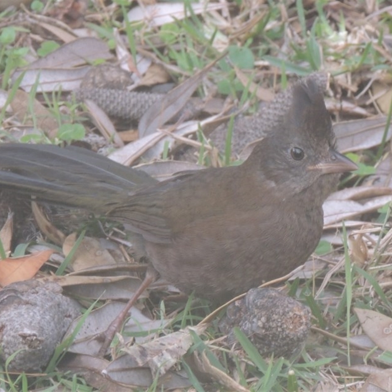 Psophodes olivaceus