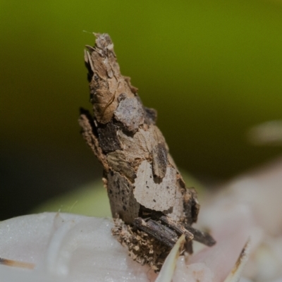 Psychidae (family) IMMATURE