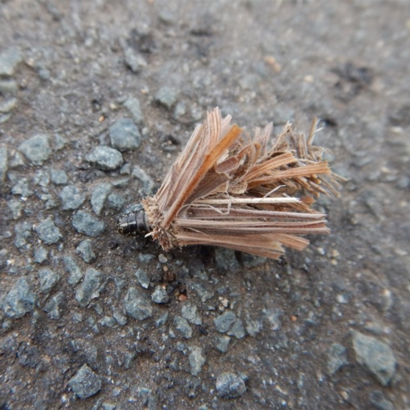 Psychidae (family) IMMATURE