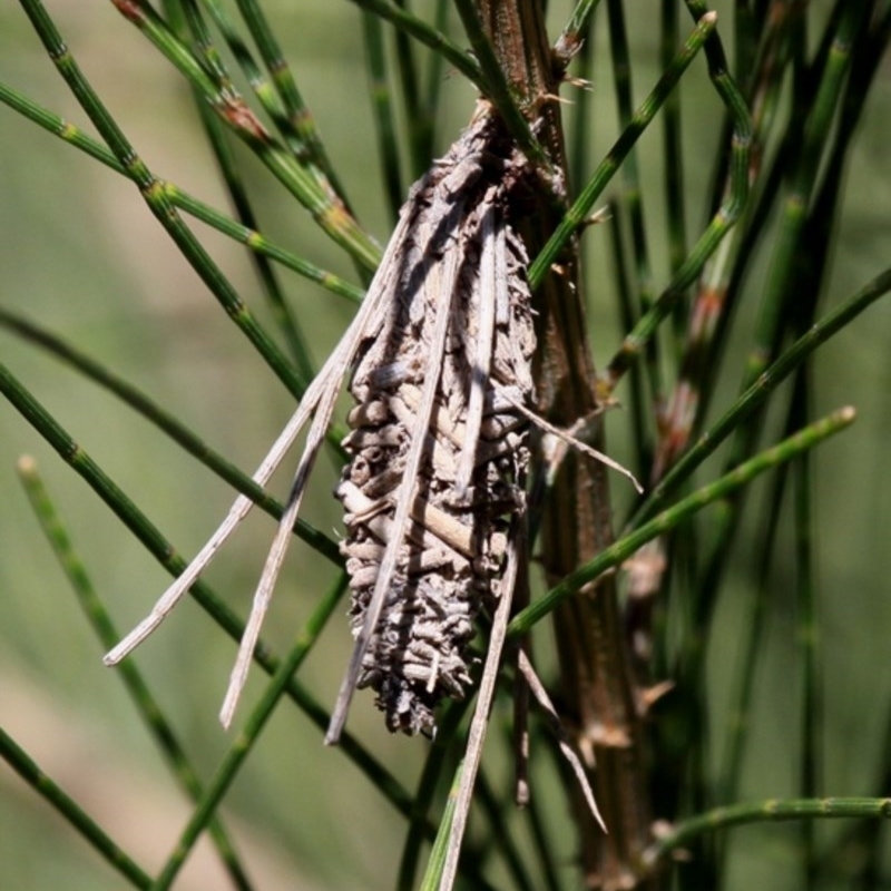 Psychidae (family) IMMATURE