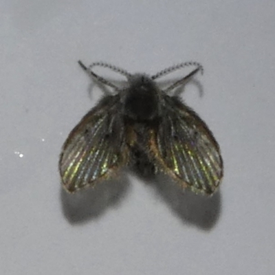 Psychodidae sp. (family)