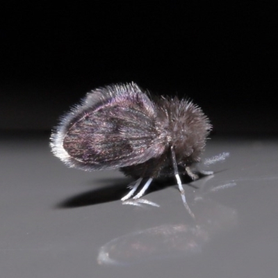 Psychodidae sp. (family)