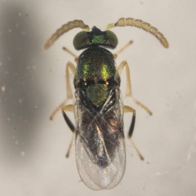 adult wasp soon after it emerged from the psyllid nymph