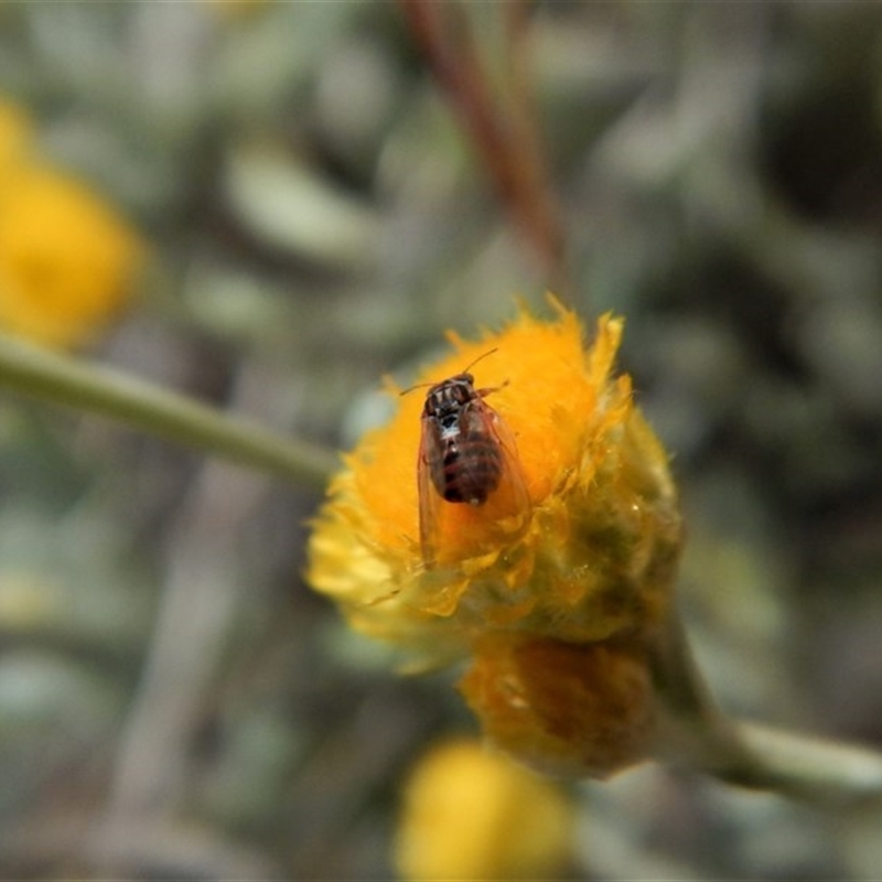 Psyllidae sp. (family)