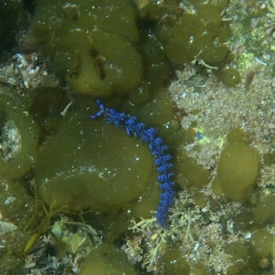 Pteraeolidia ianthina