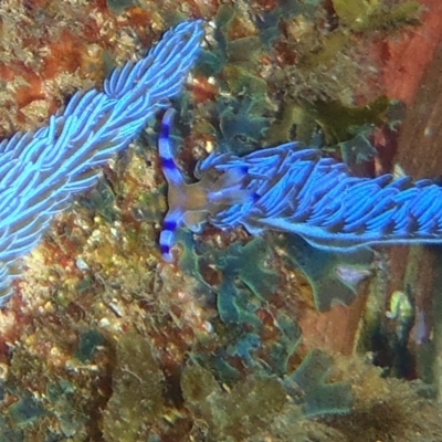 Pteraeolidia ianthina