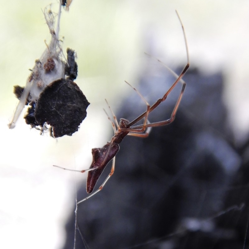 Argyrodes sp. (genus)