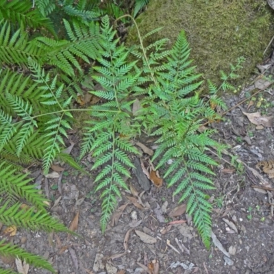 Pteridium esculentum