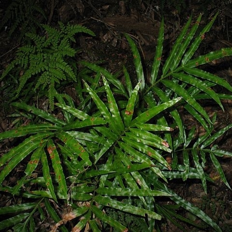 Pteris umbrosa