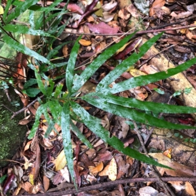 Pteris umbrosa