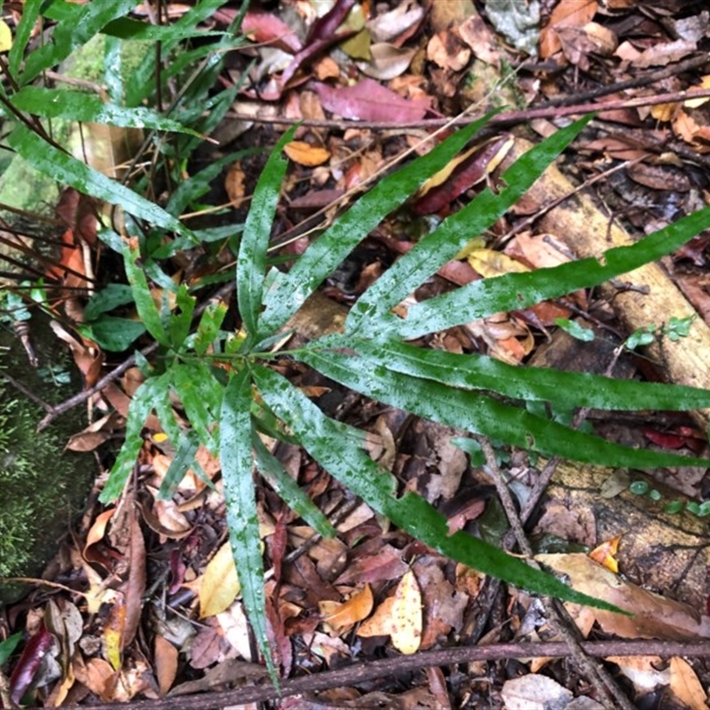 Pteris umbrosa