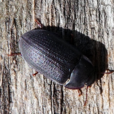 Pterohelaeus guerini