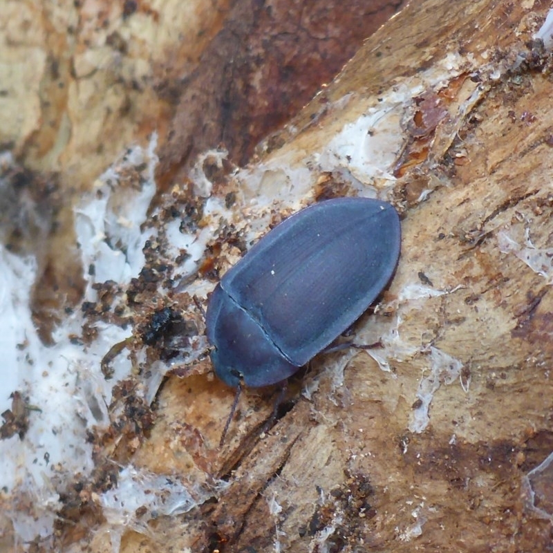 Pterohelaeus planus