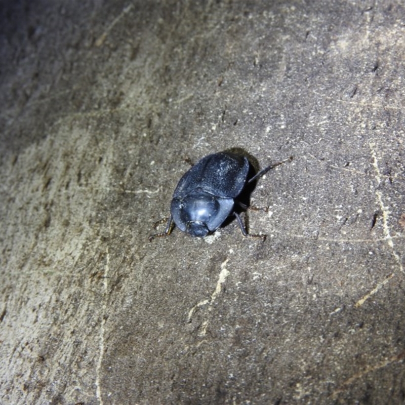 Pterohelaeus sp. (genus)