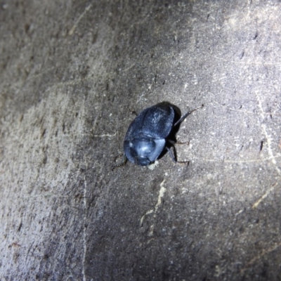 Pterohelaeus sp. (genus)