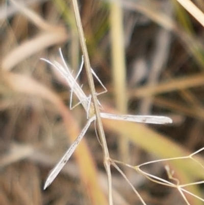 Pterophoridae (family)