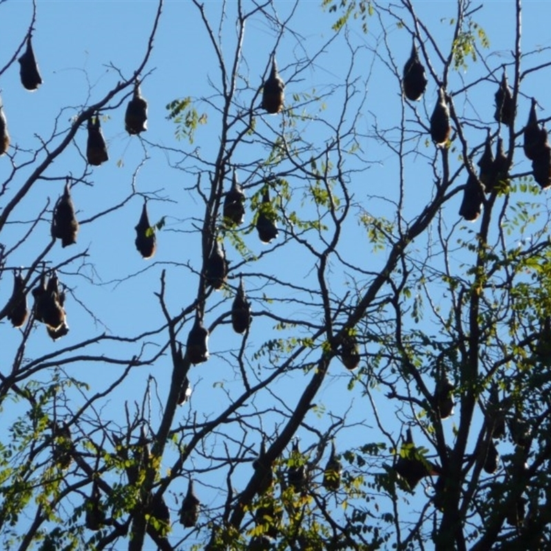 Pteropus poliocephalus