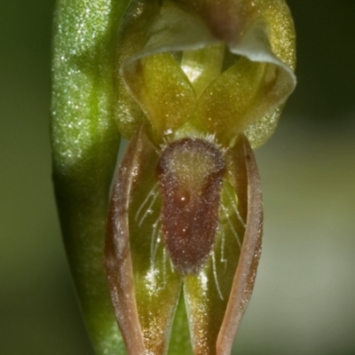 Pterostylis aciculiformis