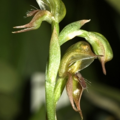 Pterostylis aciculiformis