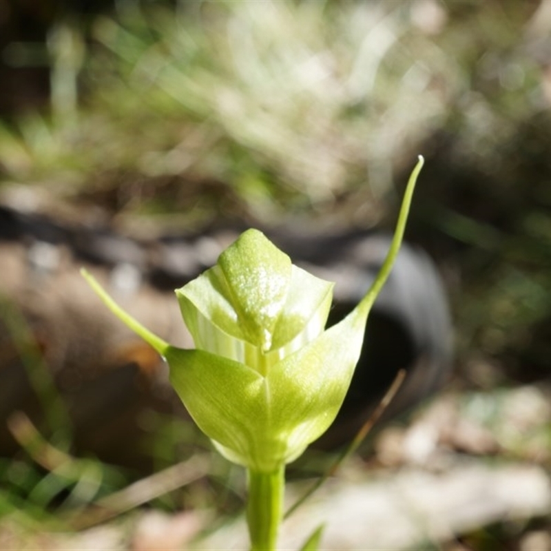 Pterostylis alpina